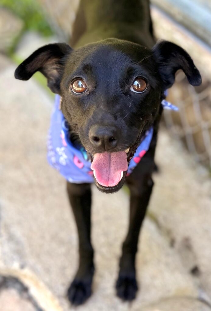 Kora looking at the camera