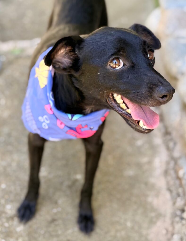 Black dog with pretty ears