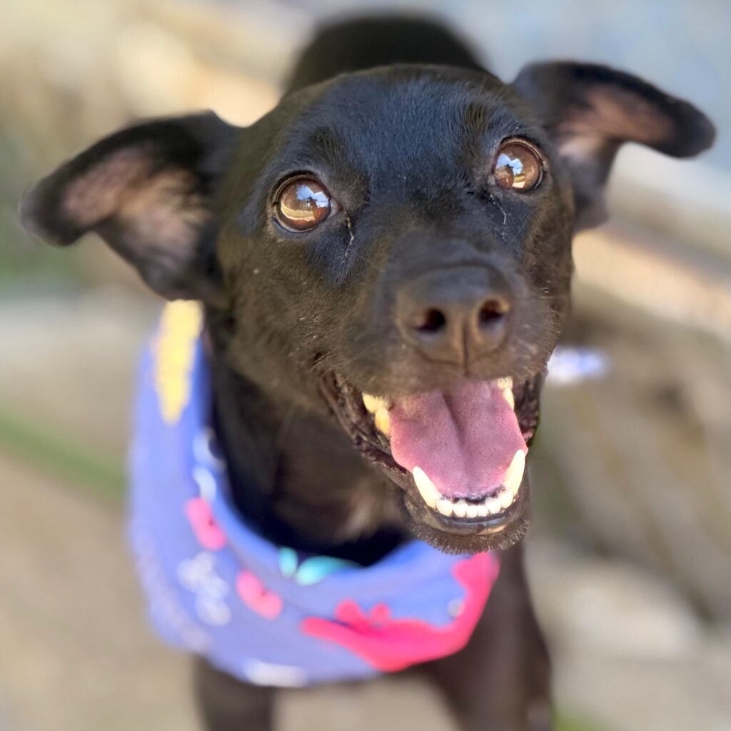 Black dog smiling with blue scarf.