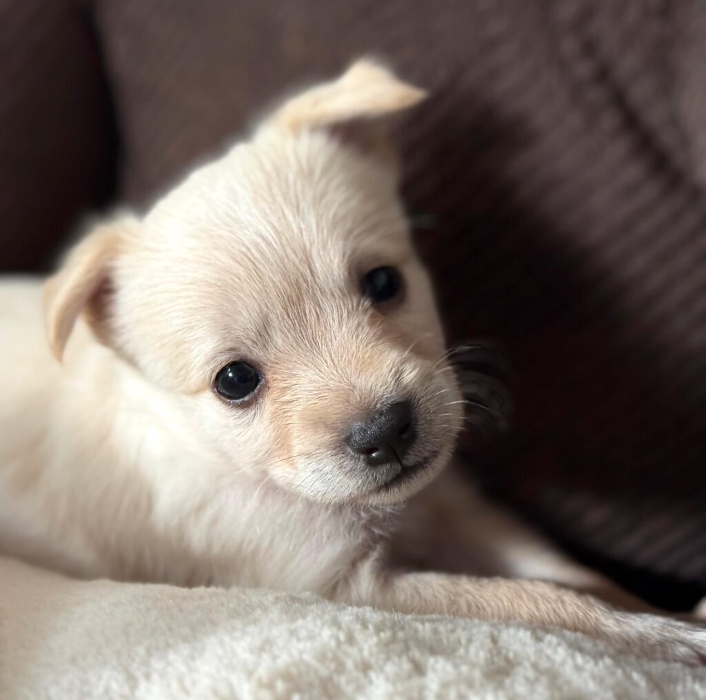 Sweet K-Pop... look at this face