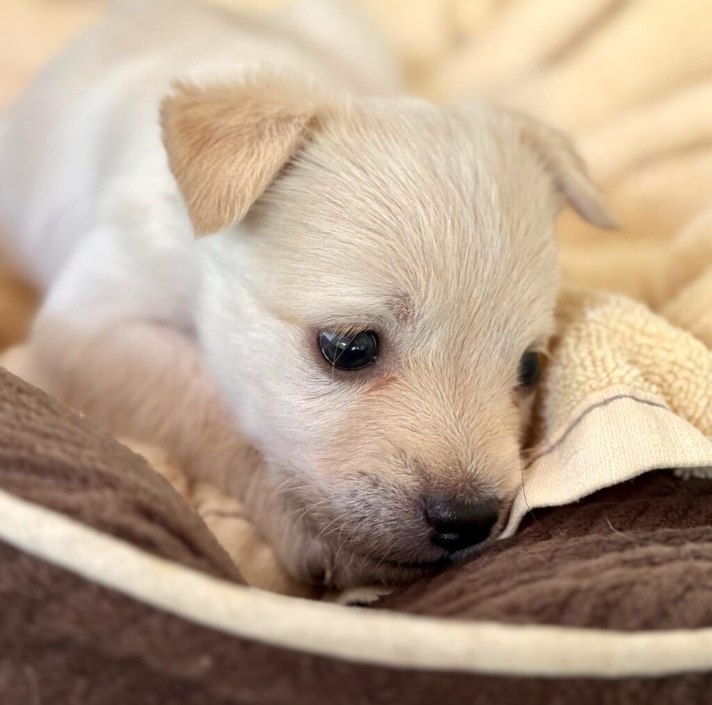 Golden puppies in golden covers