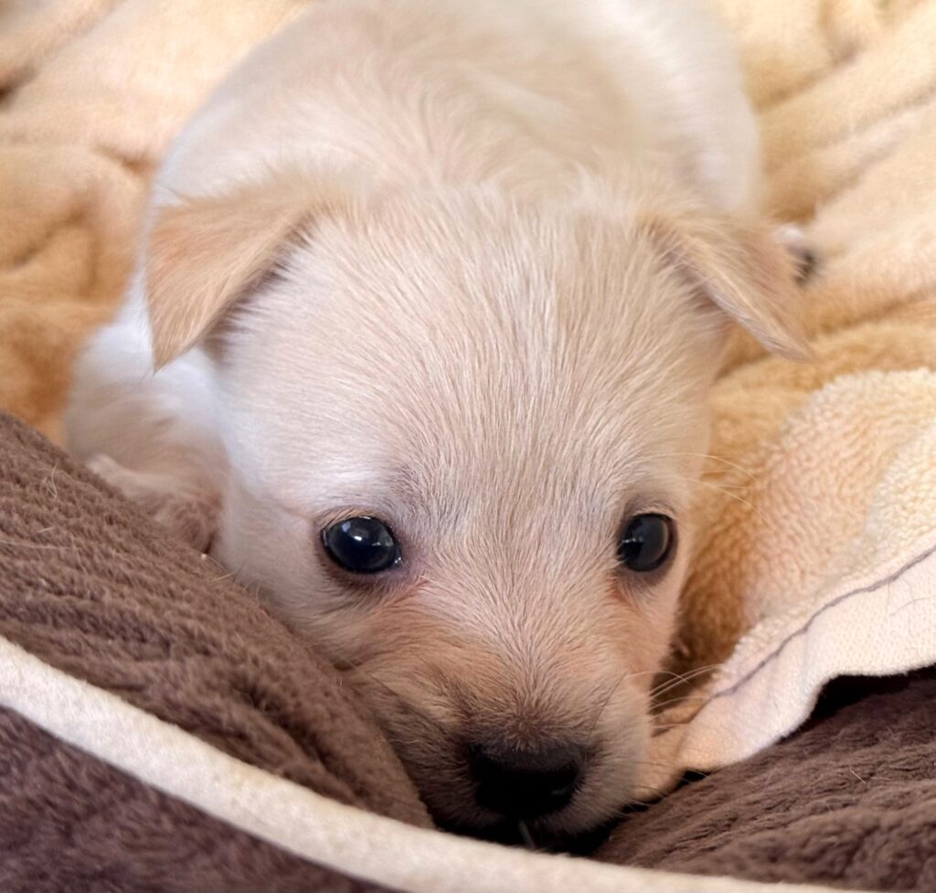 White puppy peeking out of the covers