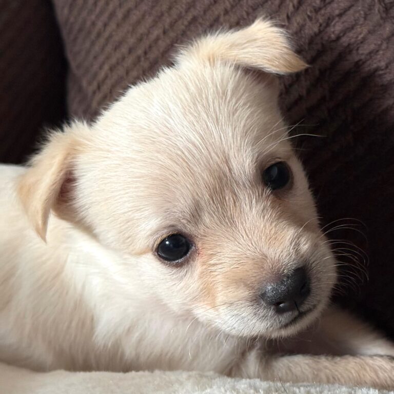 Little white puppy with beautiful brown eyes