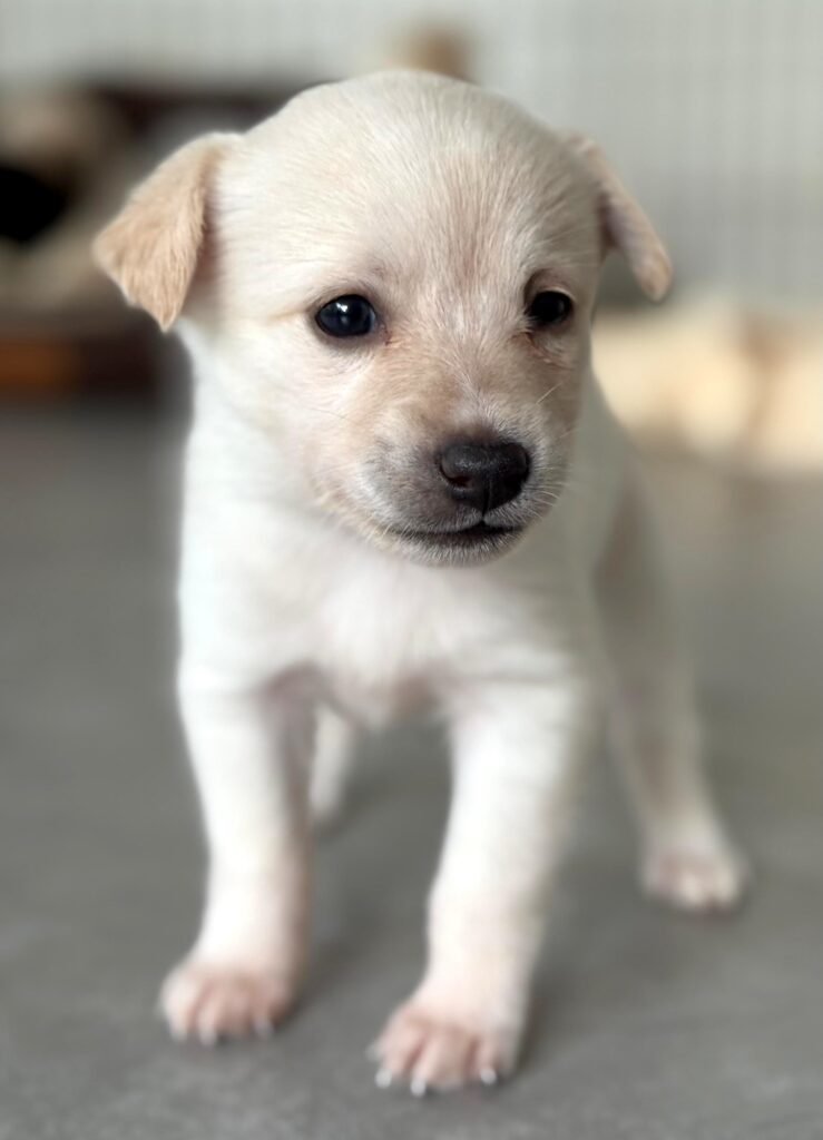 White puppy standing