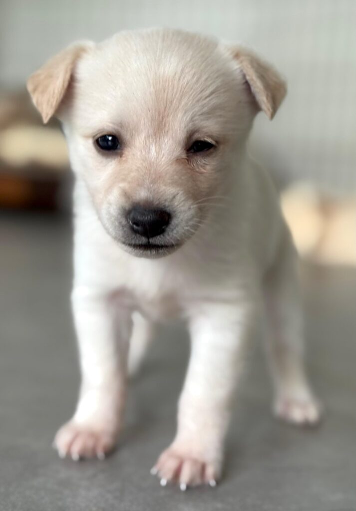 White puppy with brown eyes