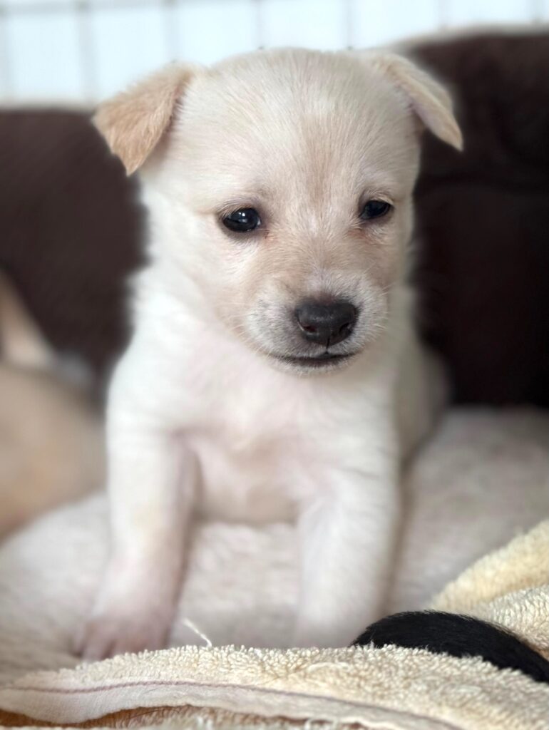 White puppy on a blanket