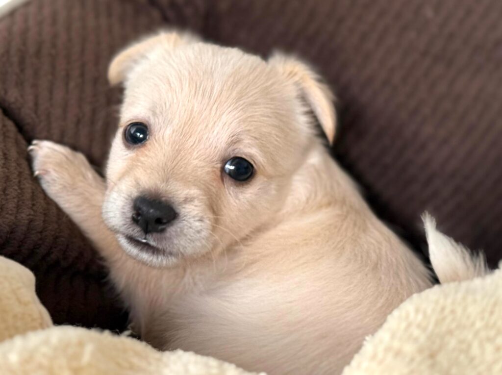 White puppy looking over her shoulder