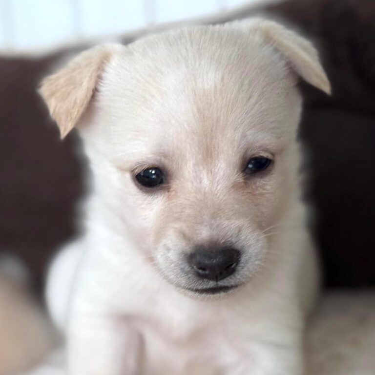 Little white puppy