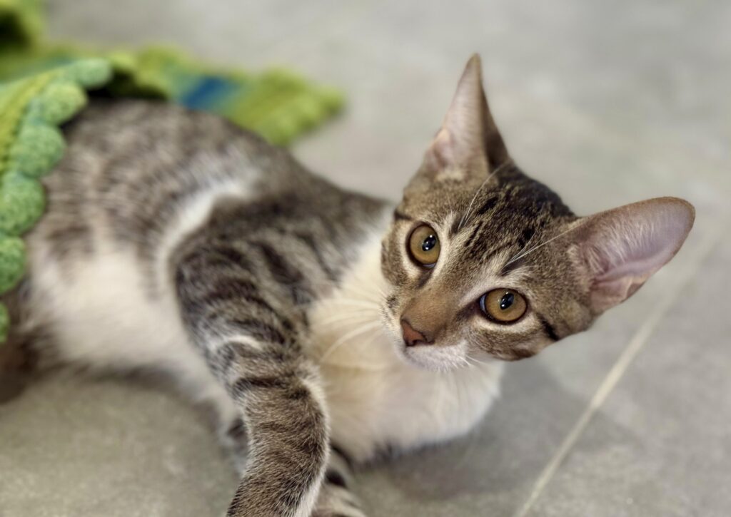 grey tabby laying on his side