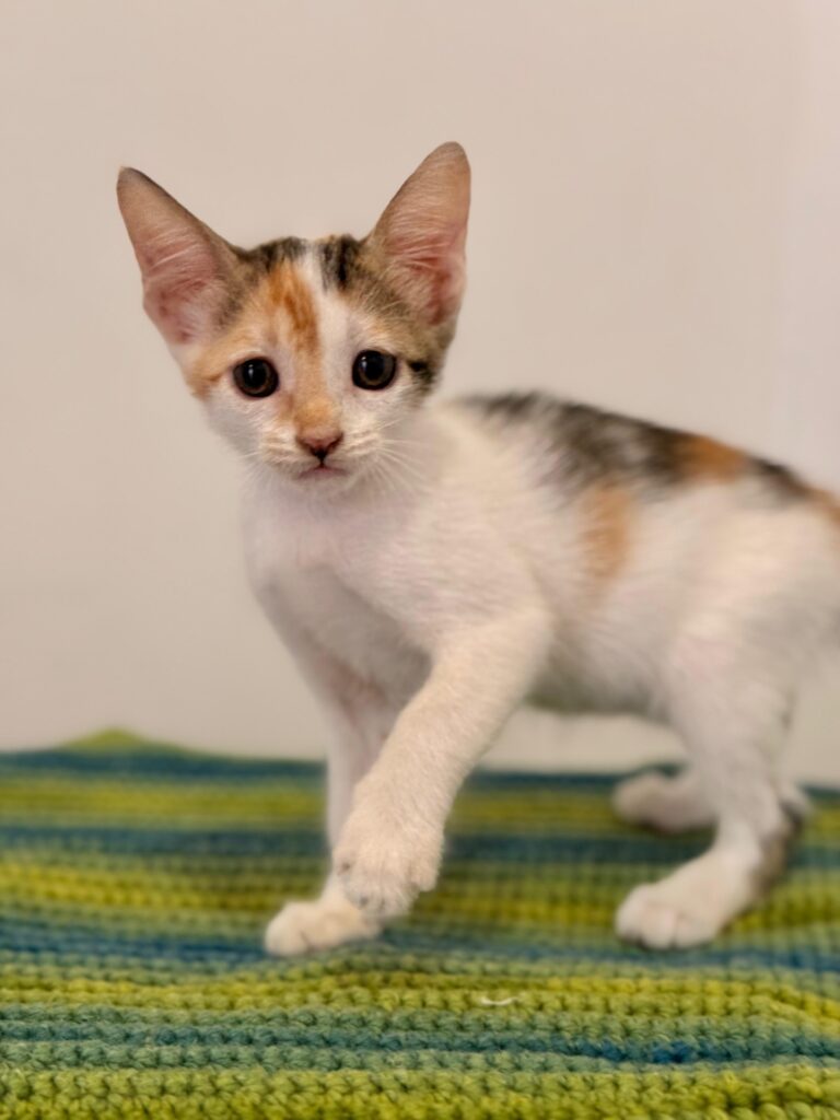 Tabby kitten standing