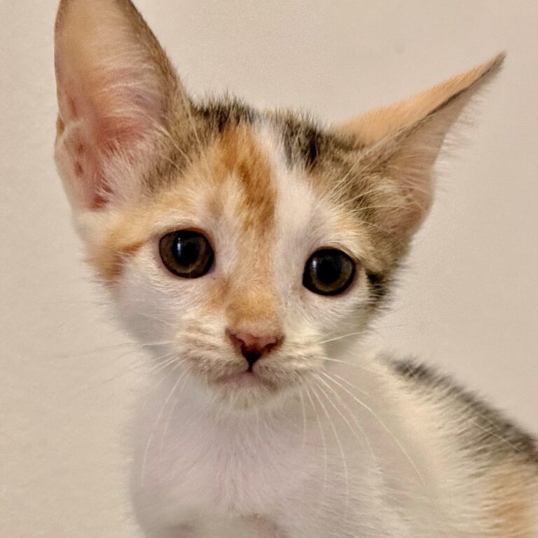 Tabby kitten with orange streak