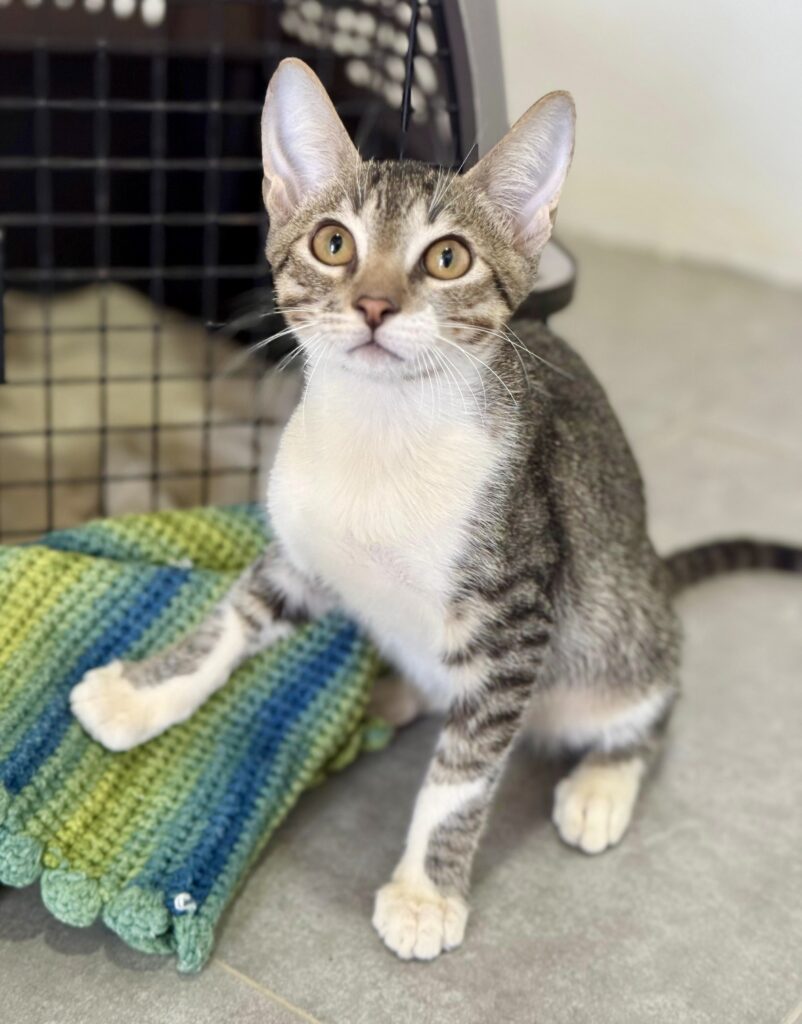 Grey tabby with white chest sitting up with his right hand on a green and blue towel