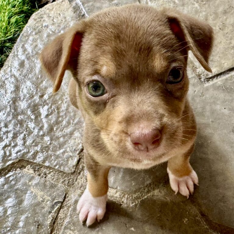 Brown puppy with beautiful green eyes