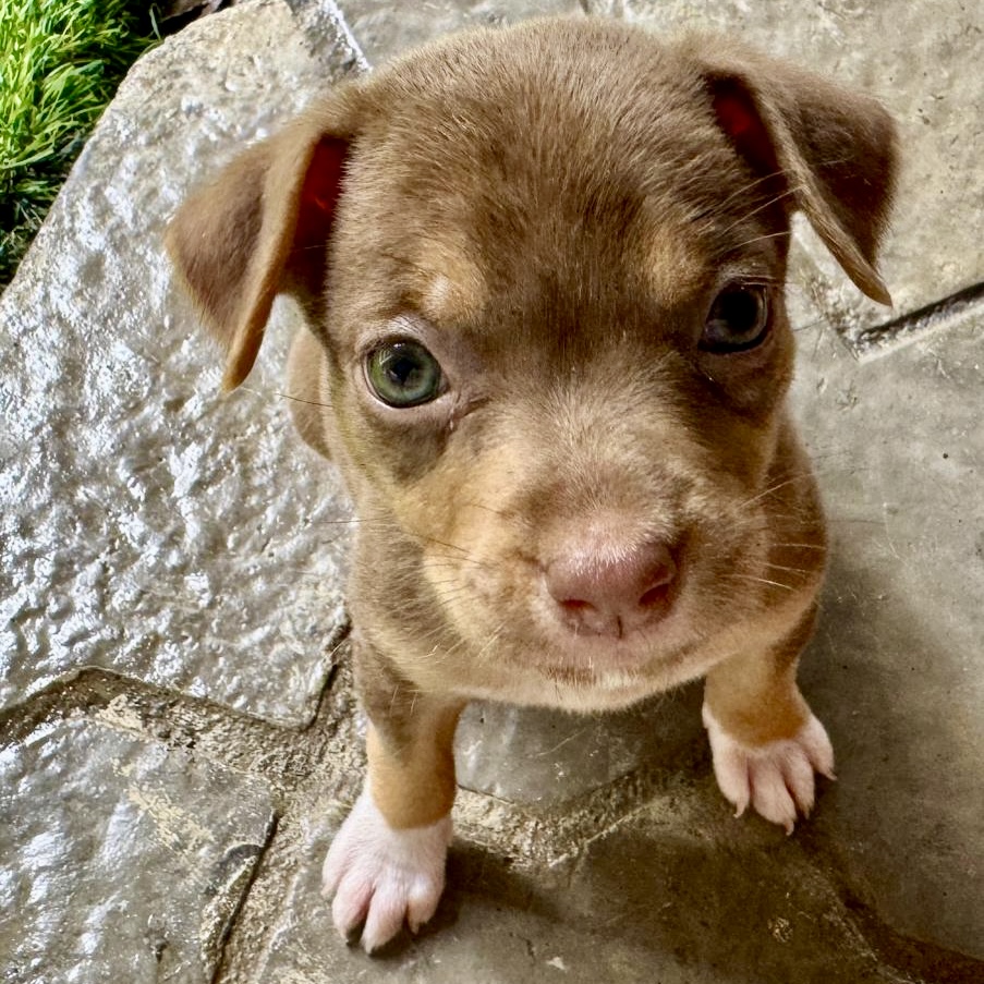 Brown puppy with beautiful green eyes