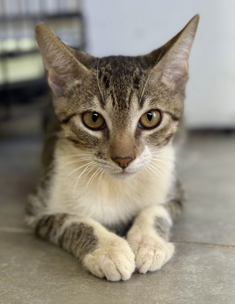 Grey tabby kitten with white points over his gold eyes