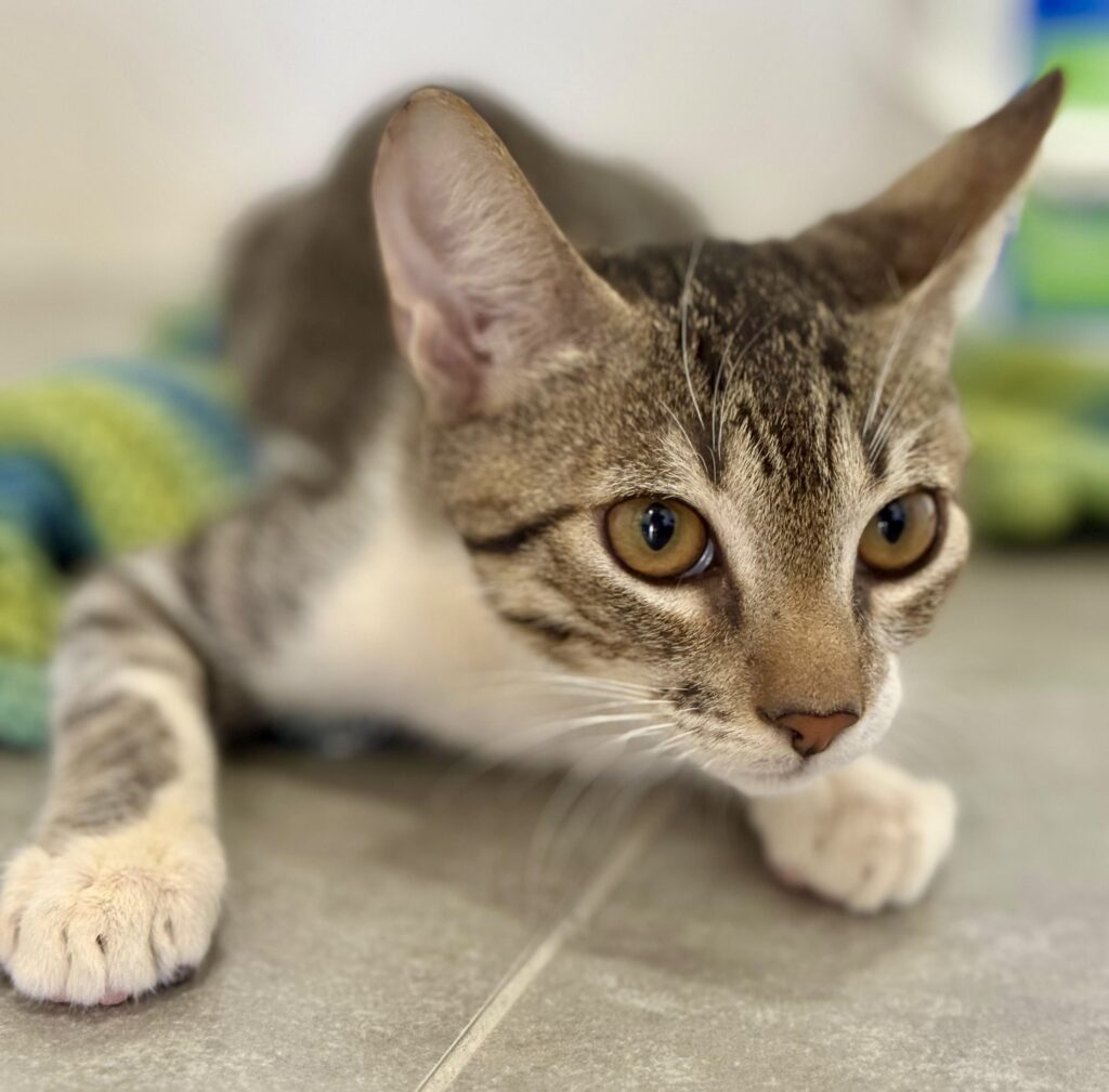 grey tabby crouching