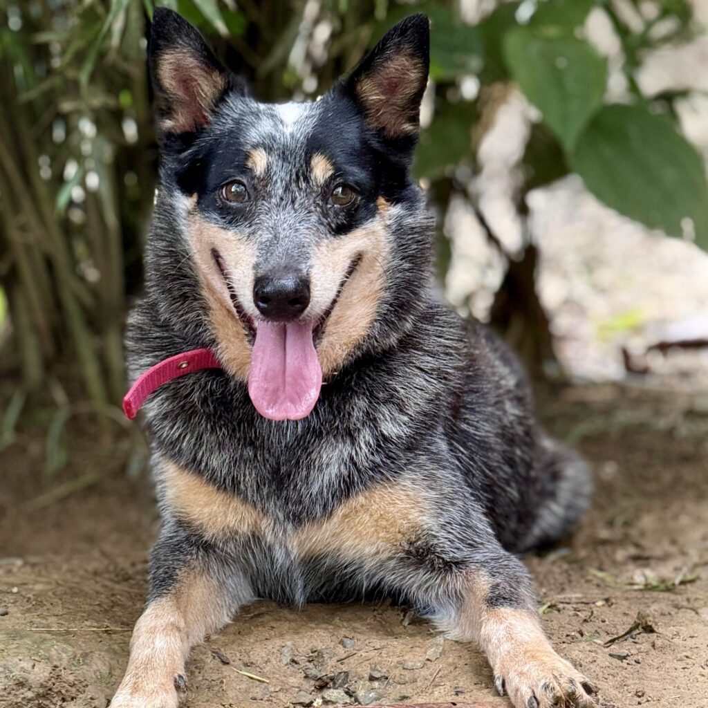 Heeler type dog with beautiful face