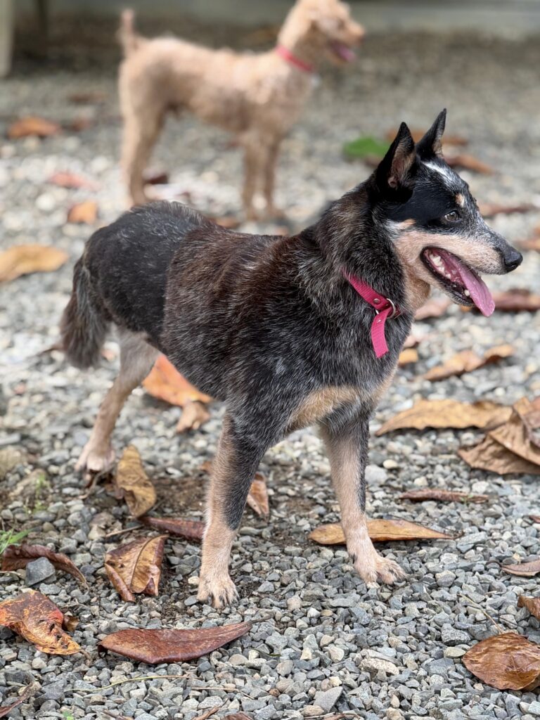 Loba in profile