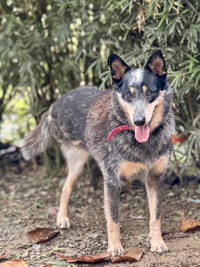 Loba stands well on 3 legs