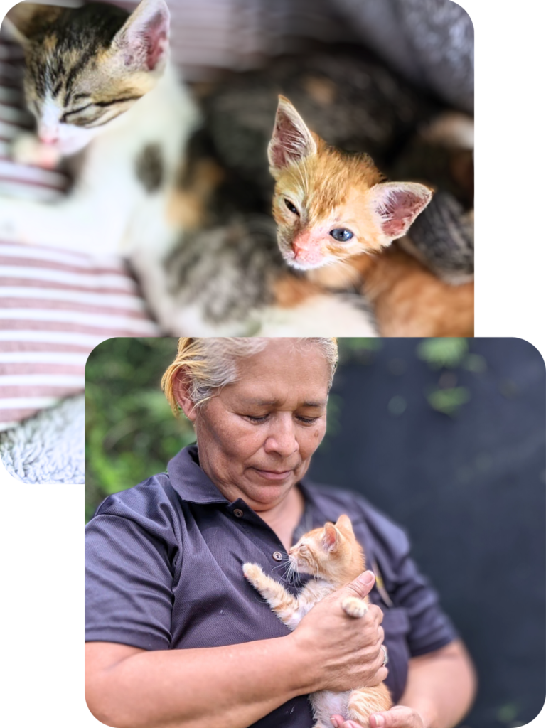 Two sleepy kittens at rest and the little orange kitten being held by adopter