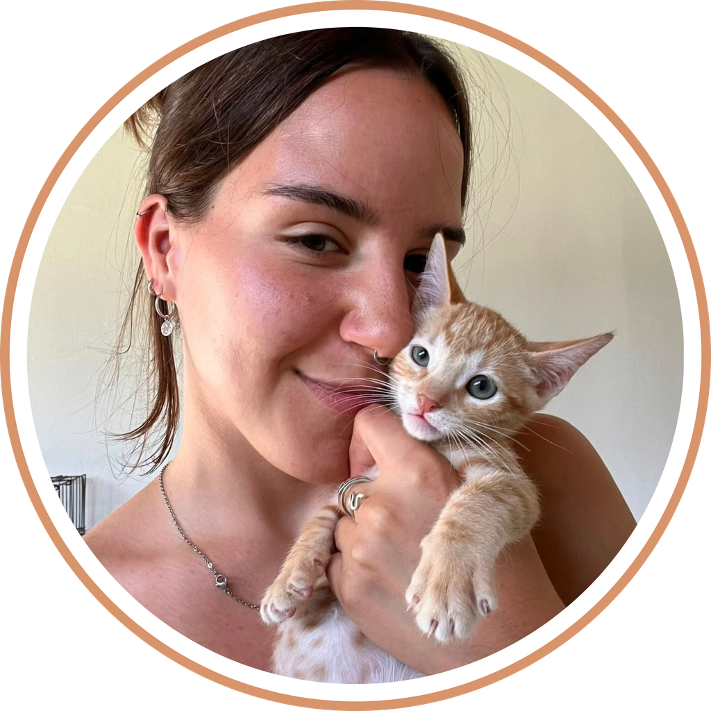 Voluntaria Ladina kitten