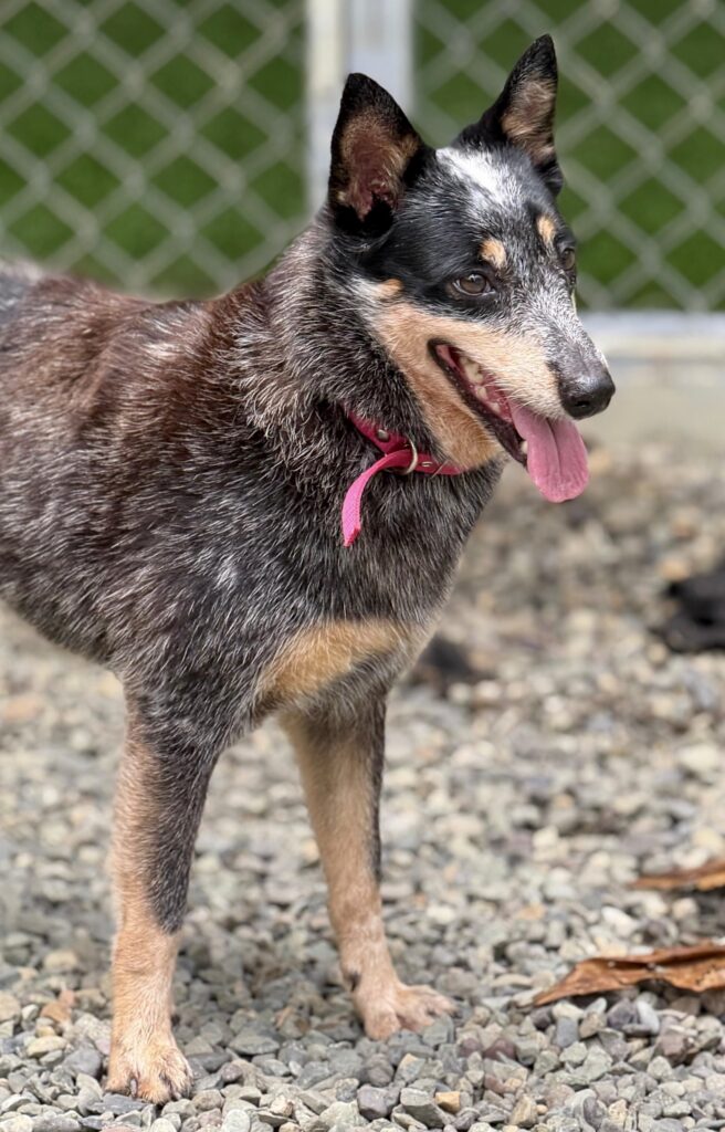 Loba looking to the left