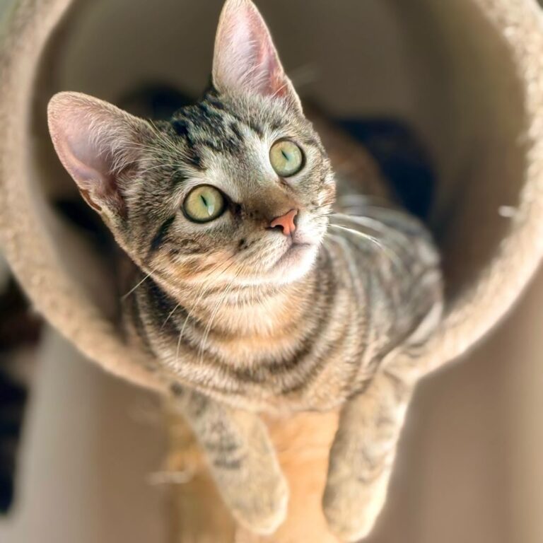 Brown tabby leaning out of play tube