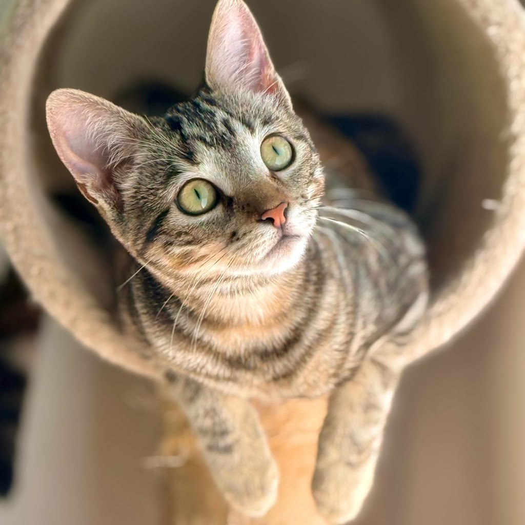 Brown tabby leaning out of play tube