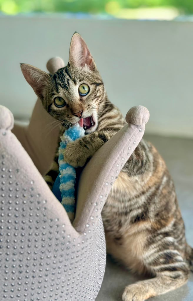 Brown tabby at play