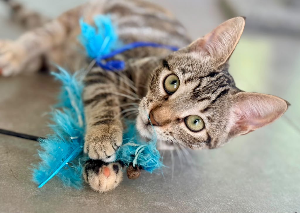 Cute brown tabby kitten playing wth blue feather