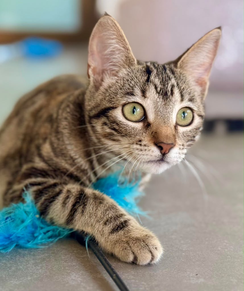 Brown tabby at play