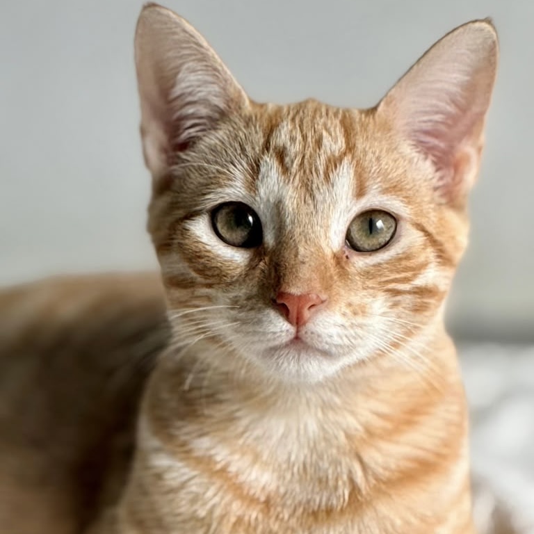 Kitten looking straight into the lens