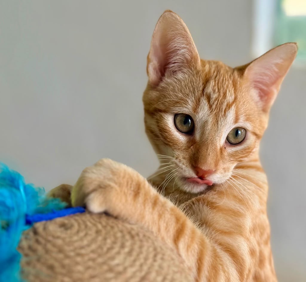 Orange tabby kitten at play with tongue sticking out