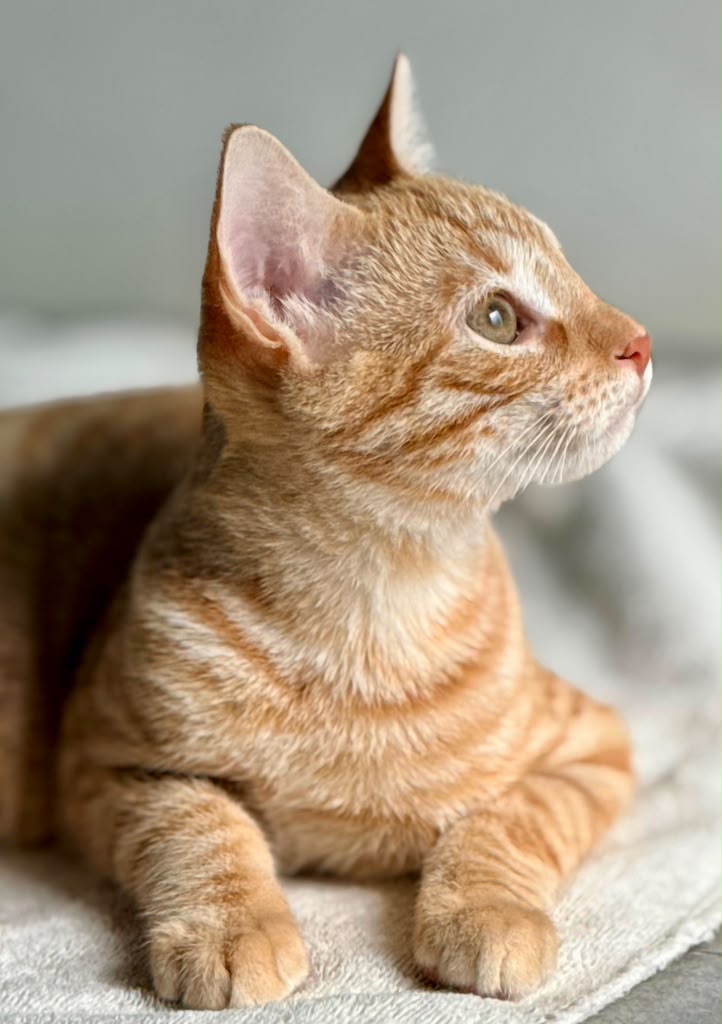 Orange tabby looking to his left