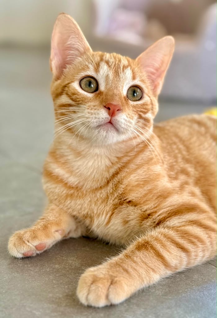 Beautiful orange looking up